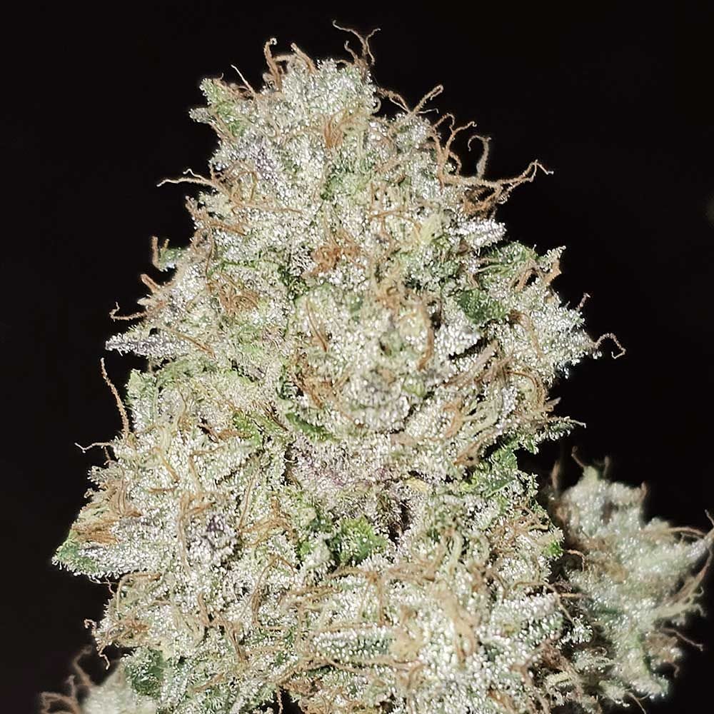 Image 1 of Pink Fritter cannabis by Karma Genetics – Guaranteed female plants – 12/12 Photoperiod – Outdoor – Seed City