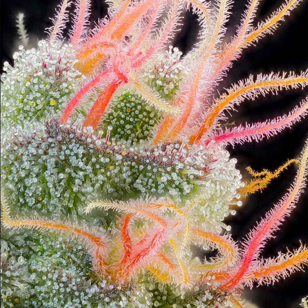 Pink Honey by Grounded Genetics – Female seeds – 12/12 Photoperiod – Fruity – image 1 – Seed City