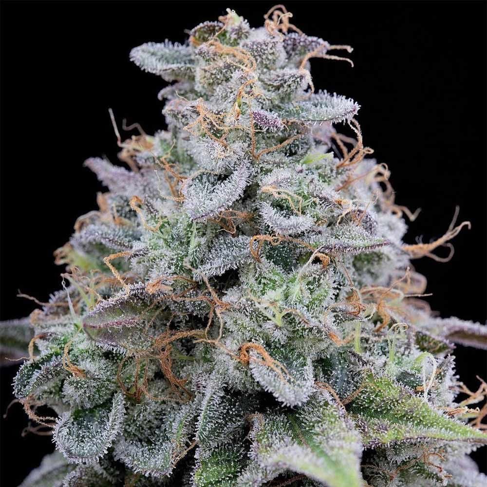 Pink Limez cannabis – image 1 – Seed City