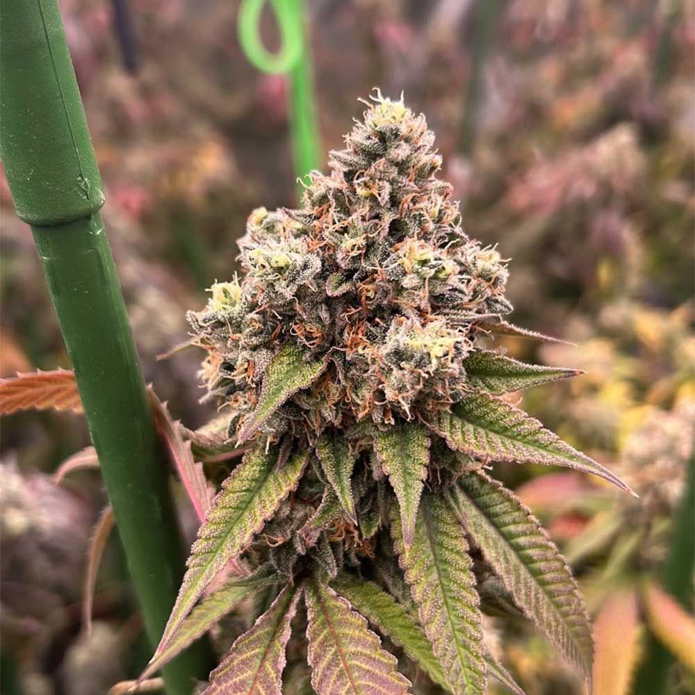 Pink Mochi Runtz by Little Chief Collabs – Guaranteed female plants – Gassy – 12/12 Photoperiod – image 1 – Seed City