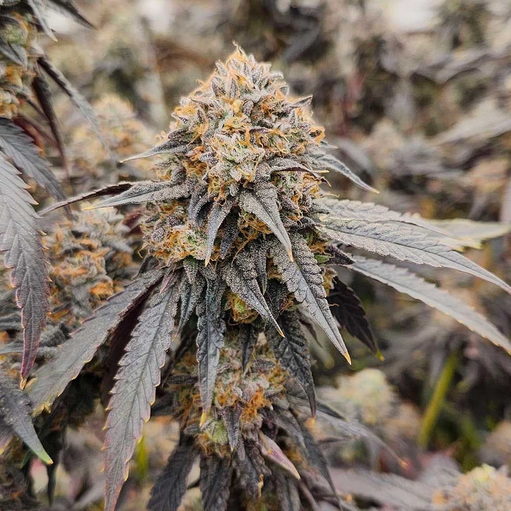 Pink Payton by Karma Genetics – Dairy – 50% Indica/50% Sativa – Suited for indoor growing – image 1 – Seed City