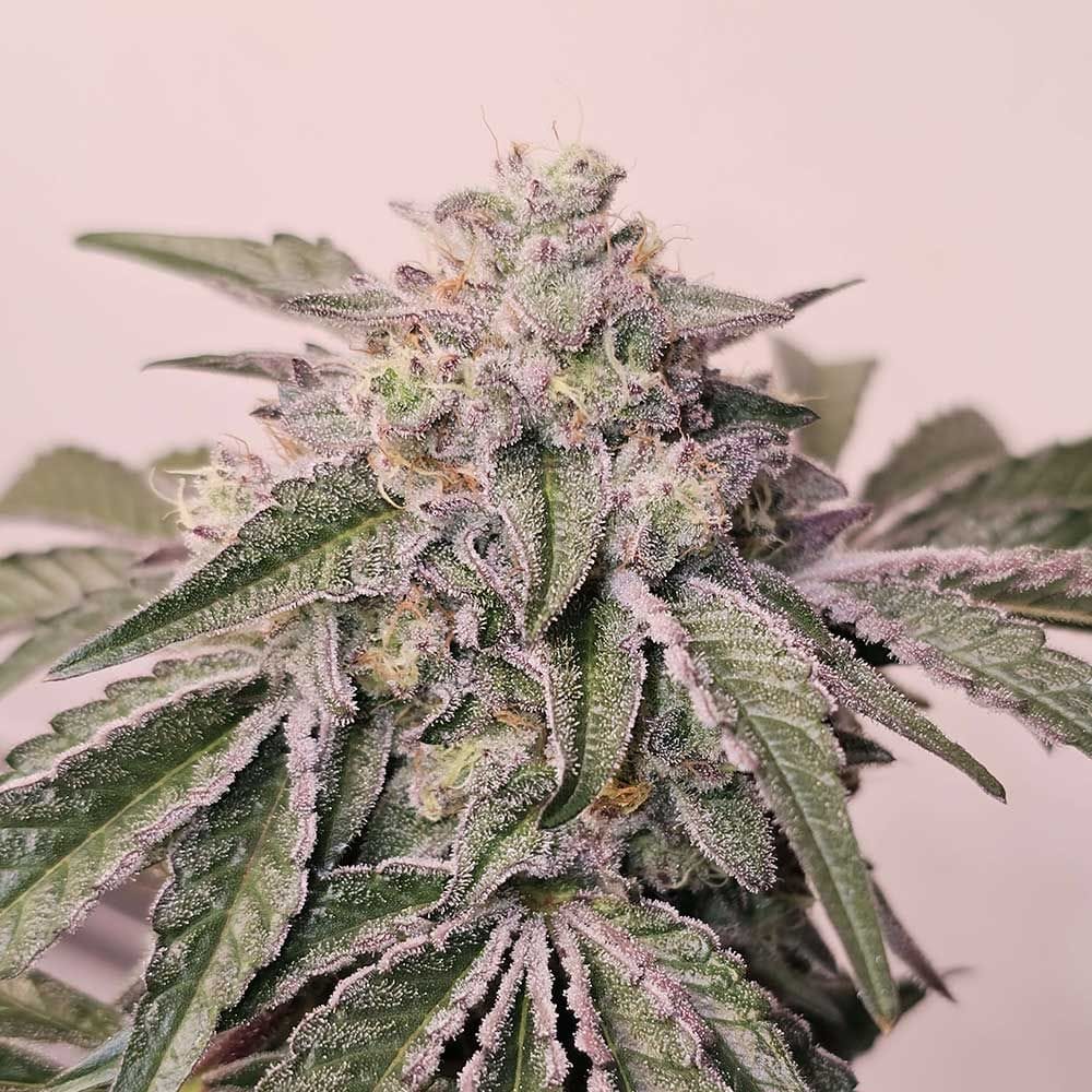 Pink Pie by Karma Genetics – Female seeds – 12/12 Photoperiod – Sweet – image 1 – Seed City