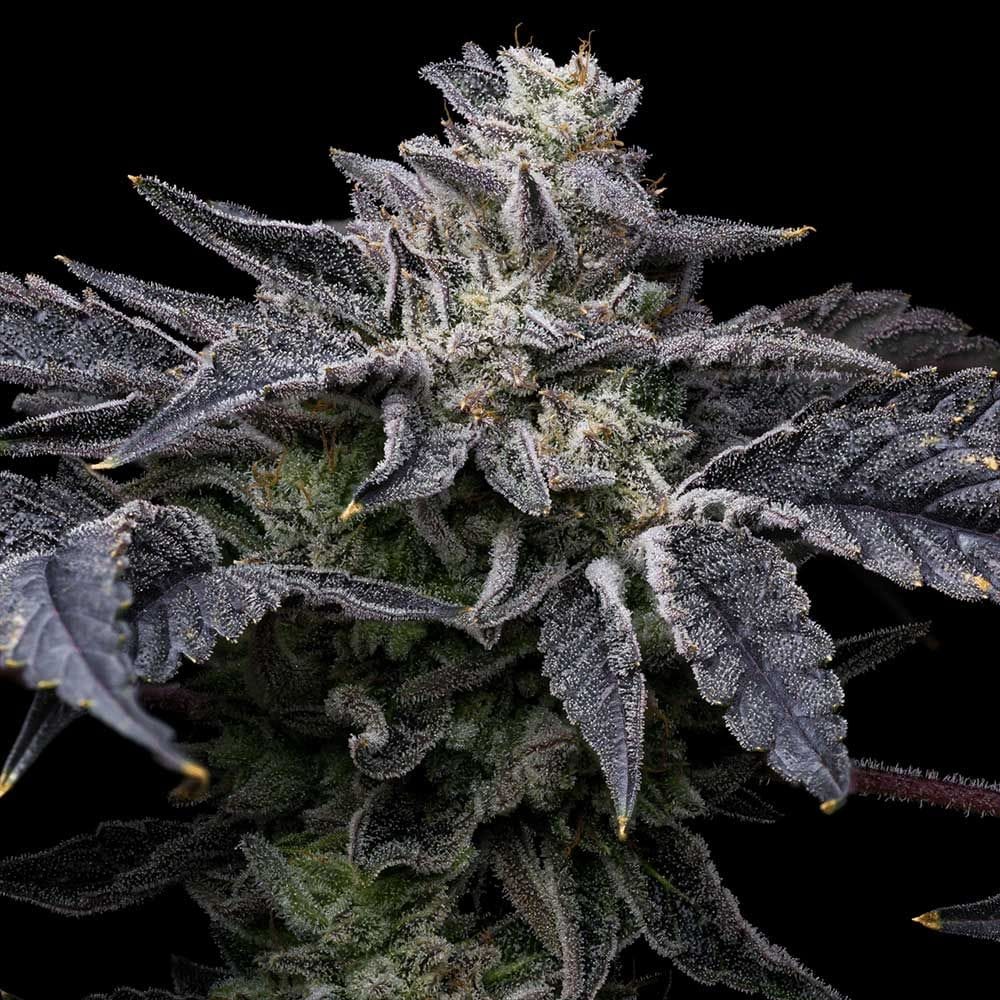 Pink Runtz x Hollywood by Cookies Seed Bank – Gassy – 12/12 Photoperiod – Feminized – image 1 – Seed City