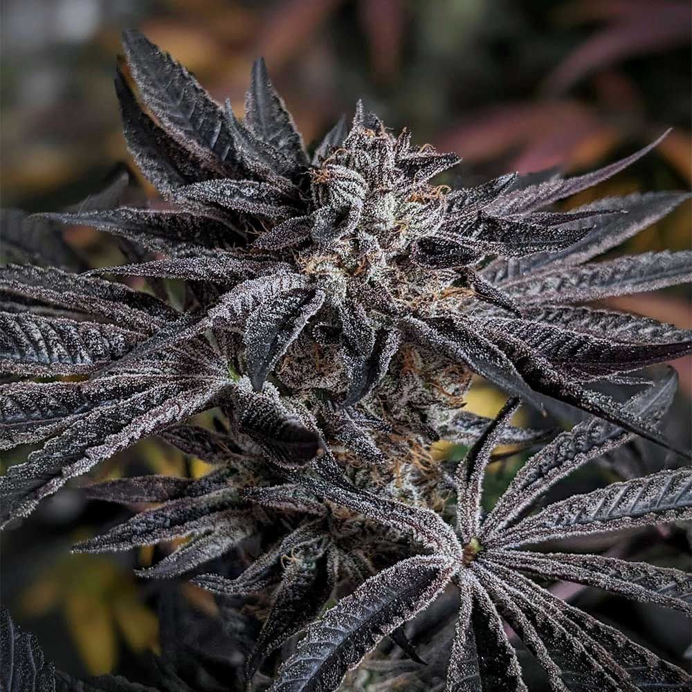 Pink Sherb cannabis seeds – 50% Indica/50% Sativa – Guaranteed female plants – Indoor – image 1 from Seed City