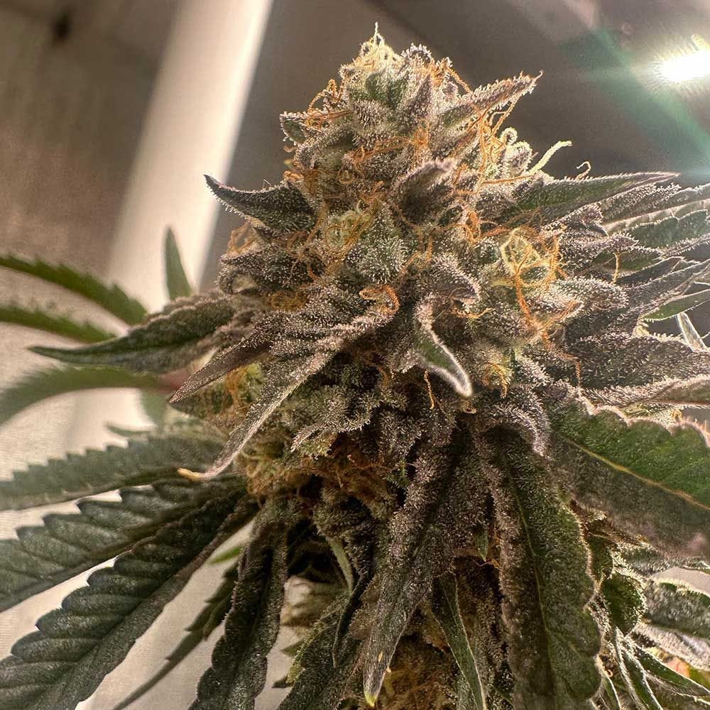Fruity – 12/12 Photoperiod – Female seeds – Pink Waferz 2.0 strain – image 1 – from Conscious Genetics via Seed City