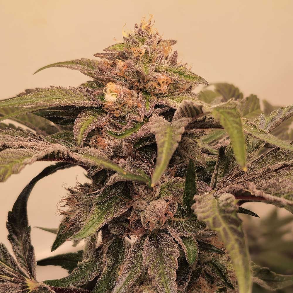 Pinky Zowahh cannabis seeds – 12/12 Photoperiod – Feminized – Suited for indoor growing – image 1 from Seed City