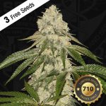 12/12 Photoperiod – Sativa-leaning – Tall (140cm plus) – Pisthash strain – image 1 – from TH Seeds via Seed City