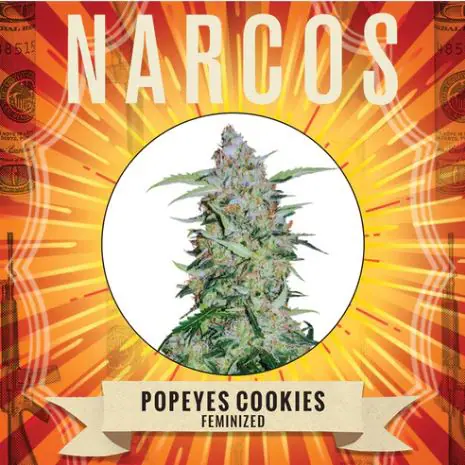 Popeyes Cookies by Narcos Seedbank – Feminizēts – Karameļu – Relaksējošs – 1. attēls – Seed City