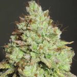 Image 1 of Pornstar Martini cannabis by Ultra Genetics – Super Strength – Tall (140cm plus) – Indica-heavy – Seed City