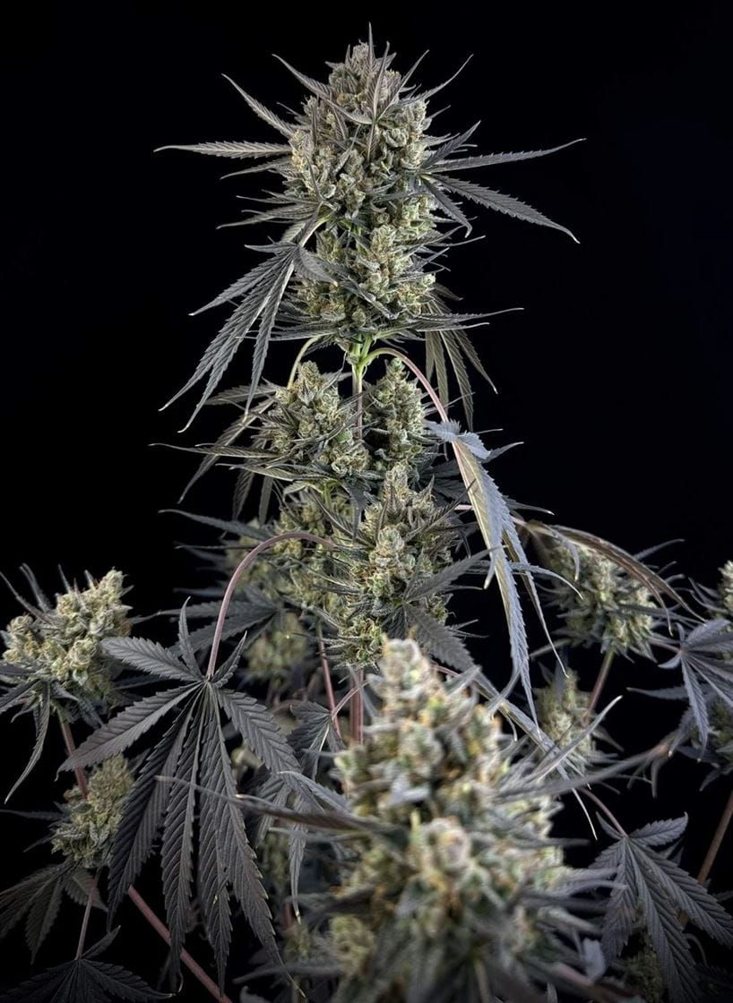 Pound Cake Auto by FastBuds – Auto-Flowering – Super Strength – Sweet – image 1 – Seed City