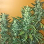 Power Africa Fast by Seedsman Seeds – Piney – Sativa Dominant – Middle of September – image 2 – Seed City