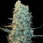 Power Plant cannabis seeds – Citrus – 12/12 Photoperiod – Feminized – image 2 from Seed City