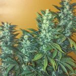 Power Africa Fast cannabis seeds – Uplifting – Sativa Dominant – Piney – image 1 from Seed City