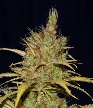 Power Africa x MK Ultra Fast