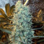 12/12 Photoperiod – Sativa-leaning – Citrus – Power Plant strain – image 1 – from Spliff Seeds via Seed City