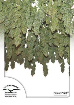 Power Plant cannabis seeds – Mostly Sativa – Middle of October – Female seeds – image 1 from Seed City
