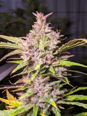 Professor Trichome – Whiskey Zulu Auto