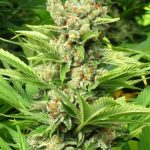 Image 4 of Exodus cannabis by Seedism Seeds – 12/12 Photoperiod – Sativa-leaning – Suited for indoor growing – Seed City
