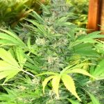 Exodus by Seedism Seeds – Large yield – Suited for indoor growing – 12/12 Photoperiod – image 5 – Seed City