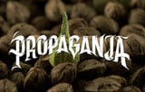 Propaganja Seeds Logo