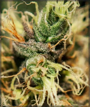 תמונה 2 מתוך Pure Kush קנאביס על ידי Green House Seeds - Female seeds – תקופת צילום 12/12 – תחילת אוקטובר – Seed City