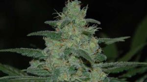 Pure Kush cannabis seeds – Outdoor – Sweet – 12/12 Photoperiod – image 1 from Seed City
