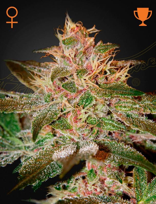 תמונה 1 מתוך Pure Kush קנאביס על ידי Green House Seeds – אינדיקה דומיננטית – גידול פנימי – פוטנציאל קטיף מצוין – Seed City