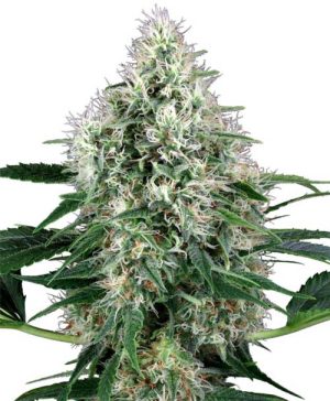 Pure Power Plant Auto by White Label Seeds – Euphoric – Suited for indoor growing – Auto-Flowering – image 1 – Seed City