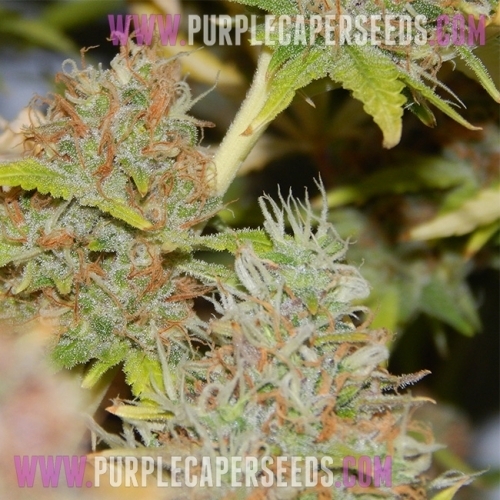 Purple Caper from Purple Caper Seeds