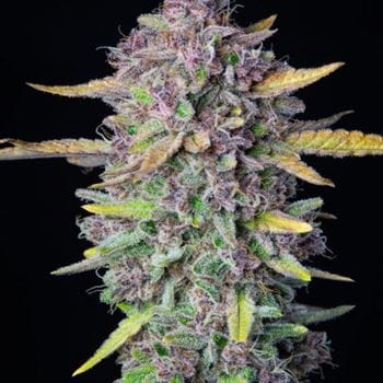 Purple Punch Auto by FastBuds – Cake – Suited for indoor growing – Creative – image 2 – Seed City