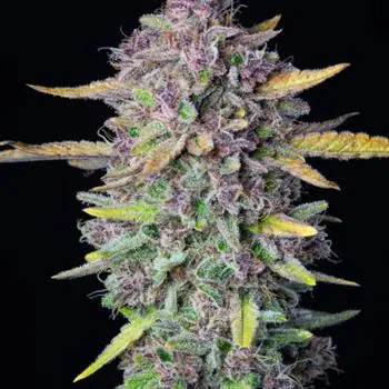 Purple Punch Auto by FastBuds – Kue – Cocok untuk ditanam di dalam ruangan – Kreatif – gambar 2 – Seed City