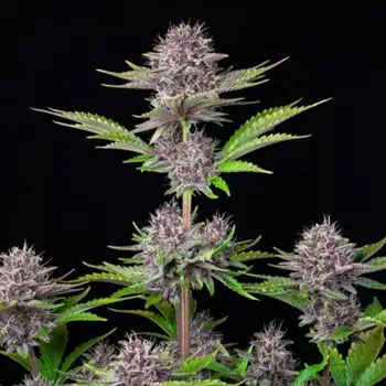 Purple Punch Auto dari FastBuds