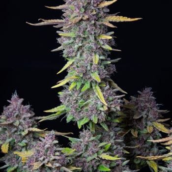 showing Cake – Creative – Mostly Indica – image 3 – Seed City