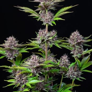 Mostly Indica – Tall (140cm plus) – Auto-Flowering – Purple Punch Auto strain – image 4 – from FastBuds via Seed City