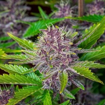 Purple Punch Auto cannabis seeds – Mostly Indica – Creative – Cake – image 5 from Seed City