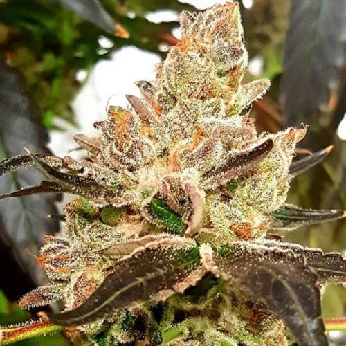 Purple Sunset by Dank Genetics – Fotoperiodo 12/12 – Indica – Interior – imagen 2 – Seed City