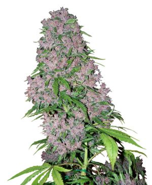 Purple Bud from White Label Seeds