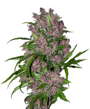 Purple Bud Automatic cannabis seeds – Indica-heavy – Indoor-friendly – Auto-Flowering – image 1 from Seed City