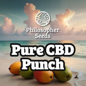 Purple CBD Punch cannabis seeds – 12/12 Photoperiod – High Yielding – Sativa Dominant – image 1 from Seed City
