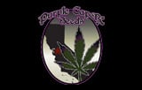 Purple Caper Seeds Logo