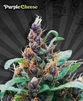 Purple Cheese by Auto Seeds – Auto-Flowering – s vysokým obsahom indiky – Female seeds – obrázok 1 – Seed City