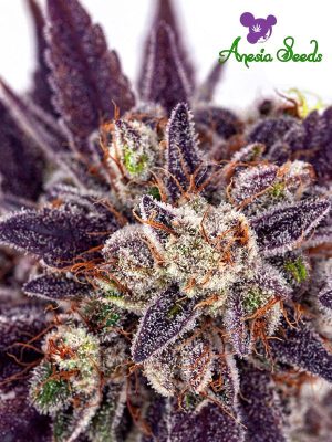 Purple Domina Auto by Anesia Seeds – Earthy – Auto-Flowering – Large yield – image 1 – Seed City