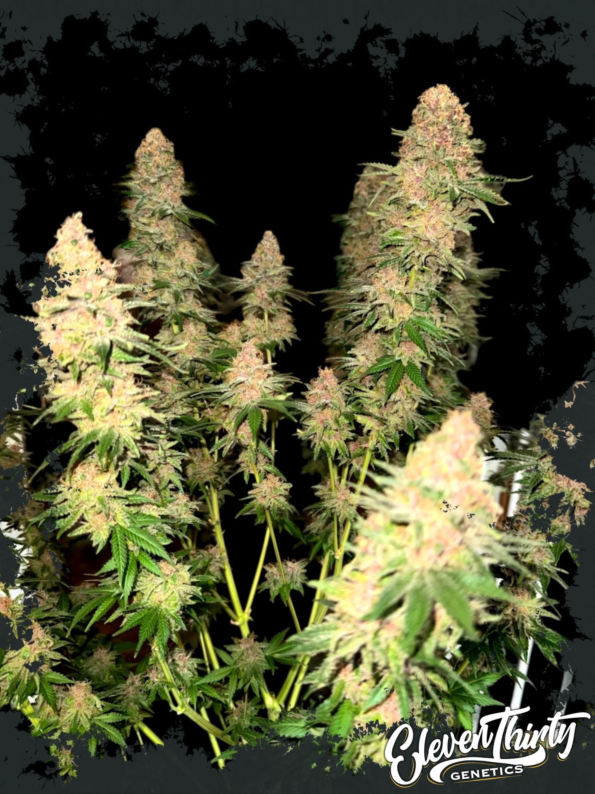 Purple Fun Dip cannabis seeds – The End of October – Cerebral – 12/12 Photoperiod – image 1 from Seed City