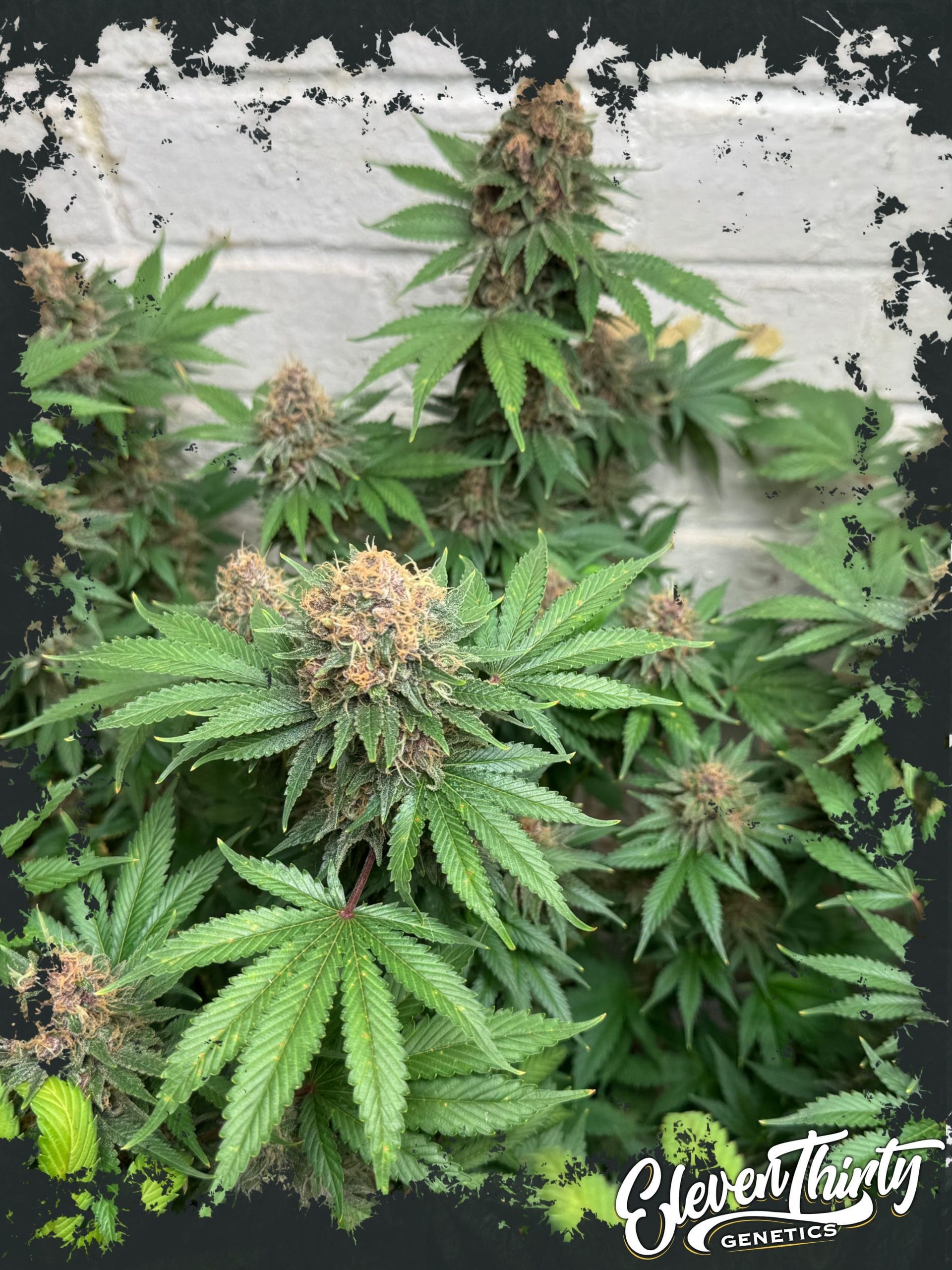 Purple Fun Dip Auto cannabis seeds – Outdoor cultivation – Feminized – Auto-Flowering – image 1 from Seed City