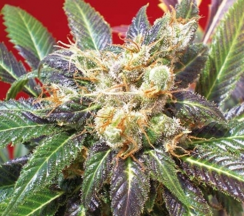 Purple Haze by Positronic Seeds – Sativa – Female seeds – Creative – image 2 – Seed City