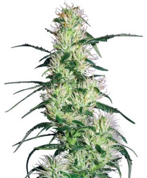 Image 1 of Purple Haze cannabis by White Label Seeds – Indoor – 12/12 Photoperiod – Super Strength – Seed City