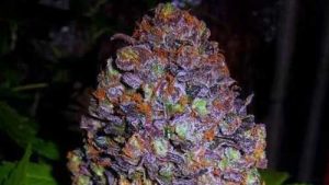 Purple Haze Auto cannabis seeds – Female seeds – Sandalwood – Depression – image 1 from Seed City