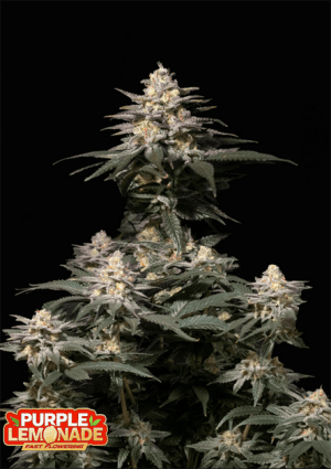 Purple Lemonade Fast Flowering