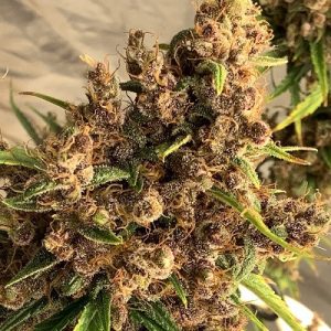 Outdoor – Cerebral – 12/12 Photoperiod – Purple Pakistani Haze strain – image 1 – from Ace Seed bank via Seed City
