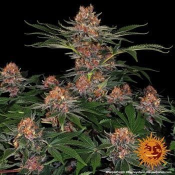 Image 2 of Purple Punch cannabis by Barneys Farm Seeds – Mostly Indica – Large yield – Cherry – Seed City